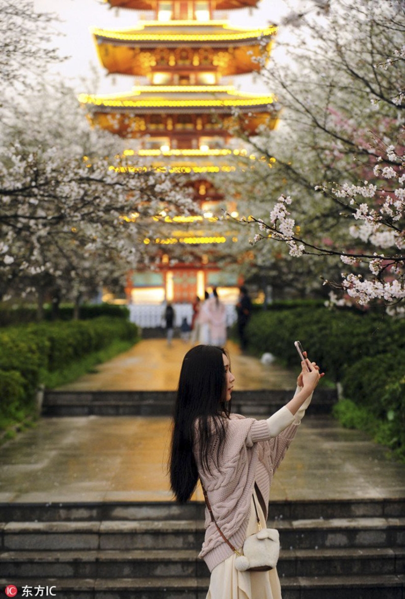Los cerezos en flor han florecido en China, y es extrañamente hermoso