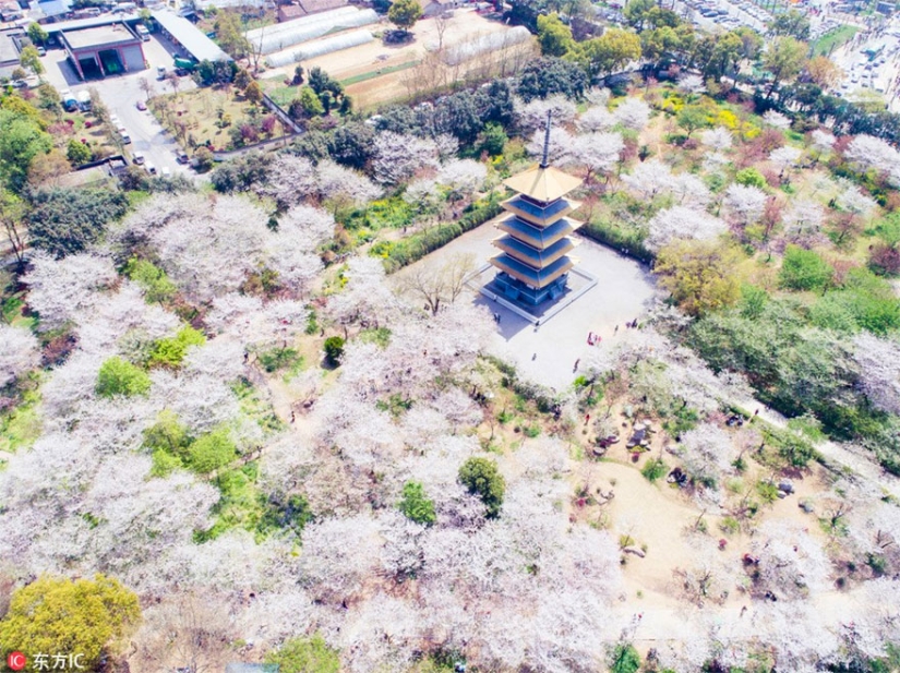 Los cerezos en flor han florecido en China, y es extrañamente hermoso