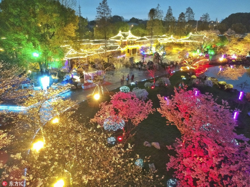Los cerezos en flor han florecido en China, y es extrañamente hermoso