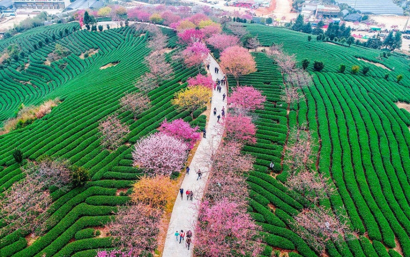 Los cerezos en flor han florecido en China, y es extrañamente hermoso