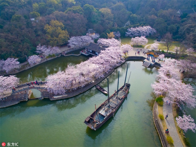 Los cerezos en flor han florecido en China, y es extrañamente hermoso