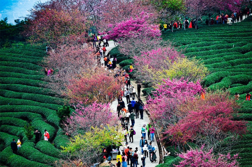 Los cerezos en flor han florecido en China, y es extrañamente hermoso