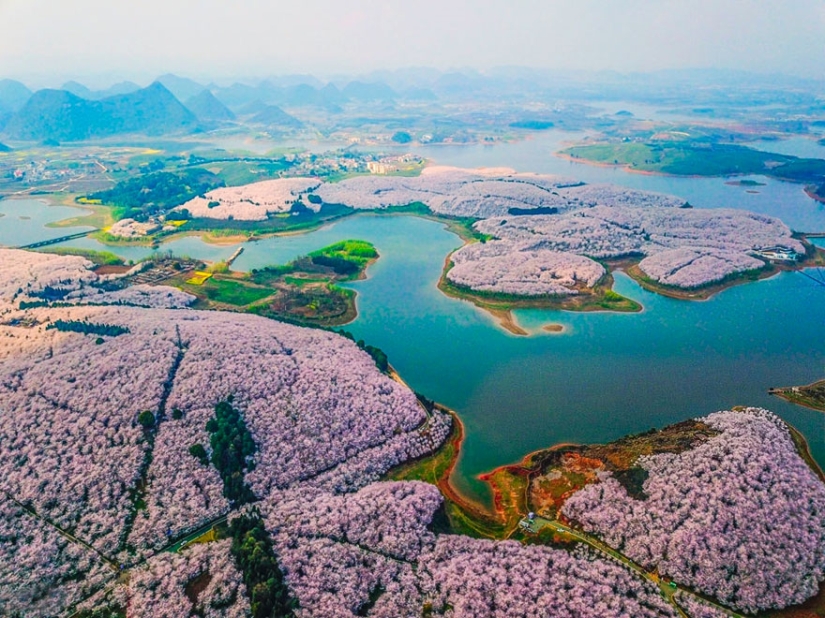 Los cerezos en flor han florecido en China, y es extrañamente hermoso