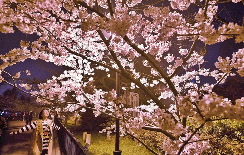 Los cerezos en flor han florecido en China, y es extrañamente hermoso