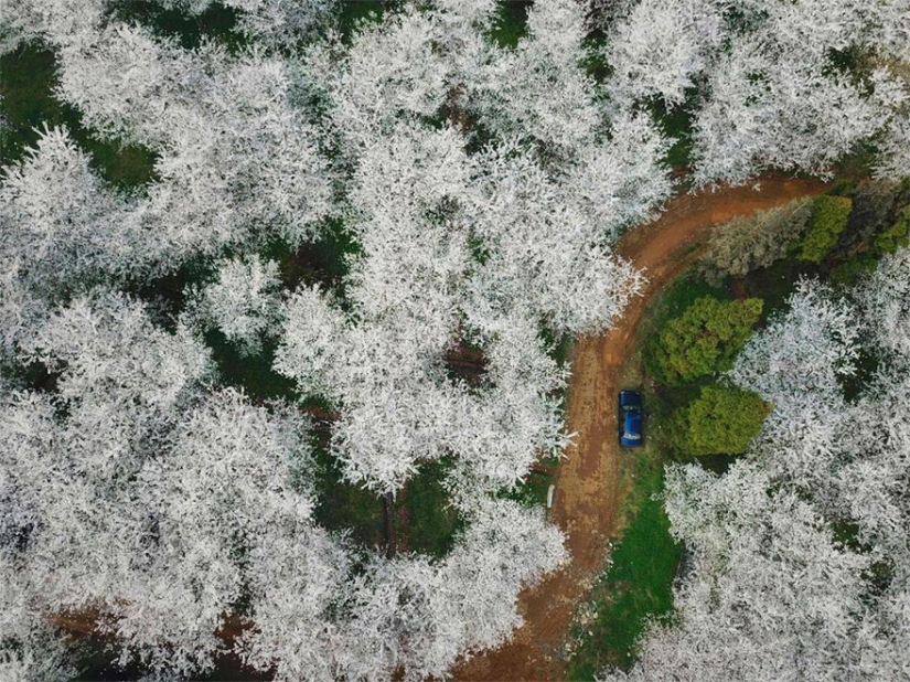 Los cerezos en flor han florecido en China, y es extrañamente hermoso