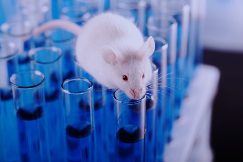 Los científicos han creado órganos reproductivos artificiales y hacen frente a sus funciones