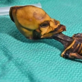 Los científicos han descubierto quién es más inteligente: rubias o morenas