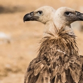 Los fotógrafos hacen mutantes accidentalmente de animales salvajes