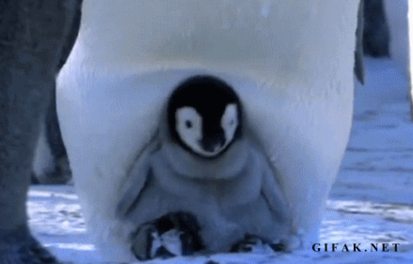 Los niños son tan niños: GIFs que definitivamente te harán sonreír