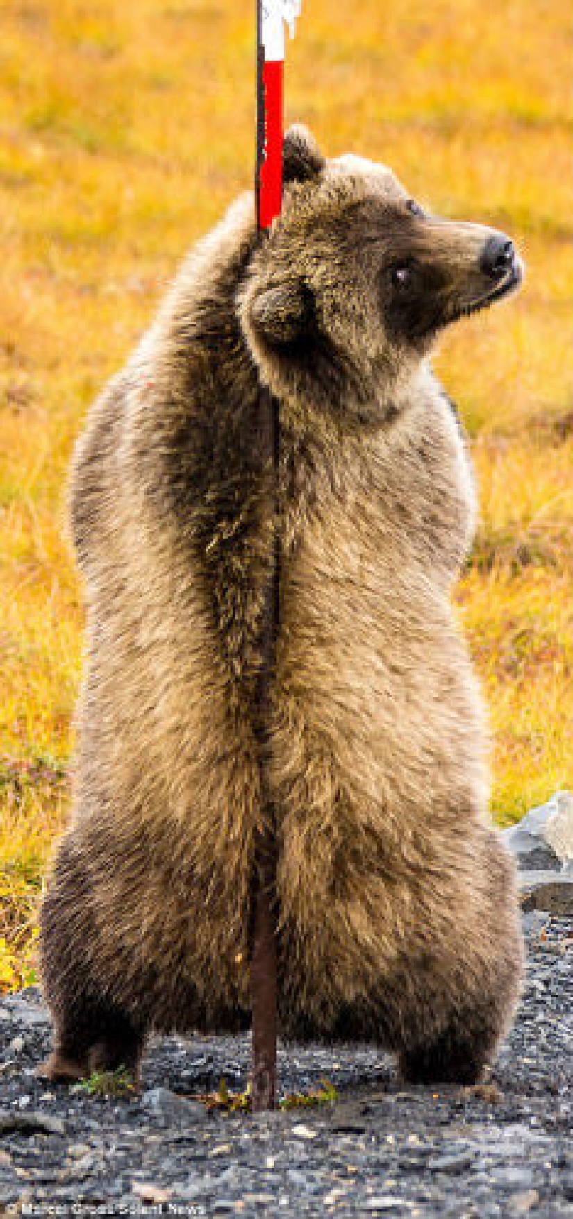 Los osos se frotan la espalda: los grizzlies encontraron el poste perfecto al costado de la carretera para arañar