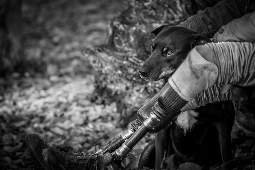 Los perros más fotogénicos: perros guía, empleados y solo amigos humanos