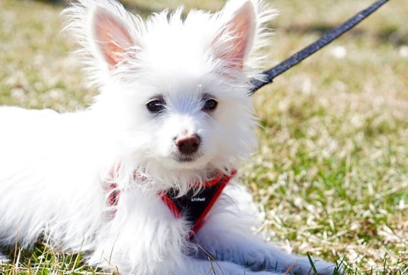 Los perros más fotogénicos: perros guía, empleados y solo amigos humanos