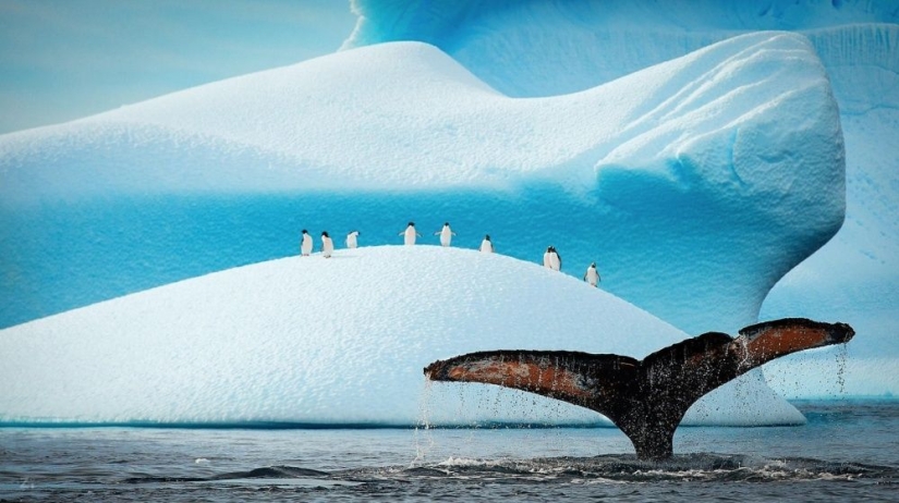 Los pingüinos son golondrinas que comieron después de las seis