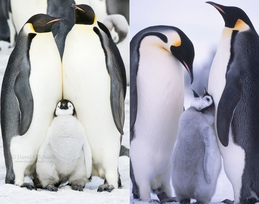 Los pingüinos son golondrinas que comieron después de las seis