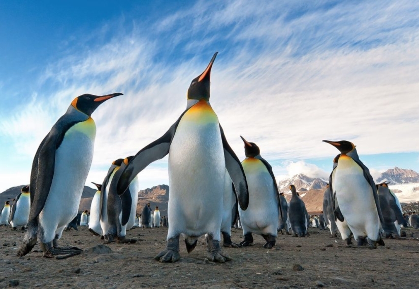 Los pingüinos son golondrinas que comieron después de las seis