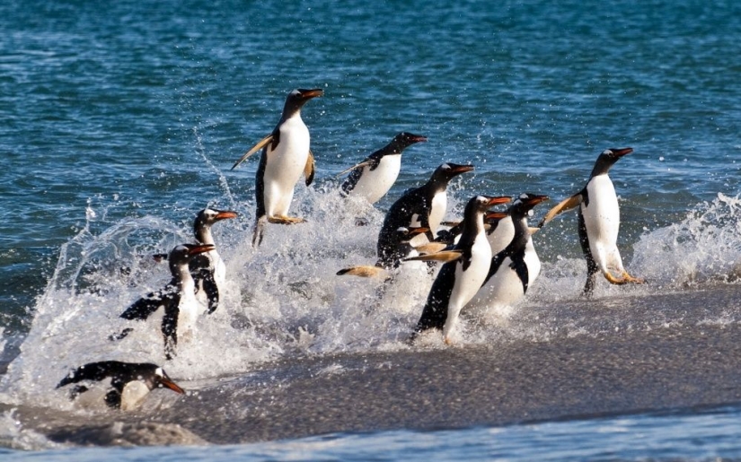 Los pingüinos son golondrinas que comieron después de las seis
