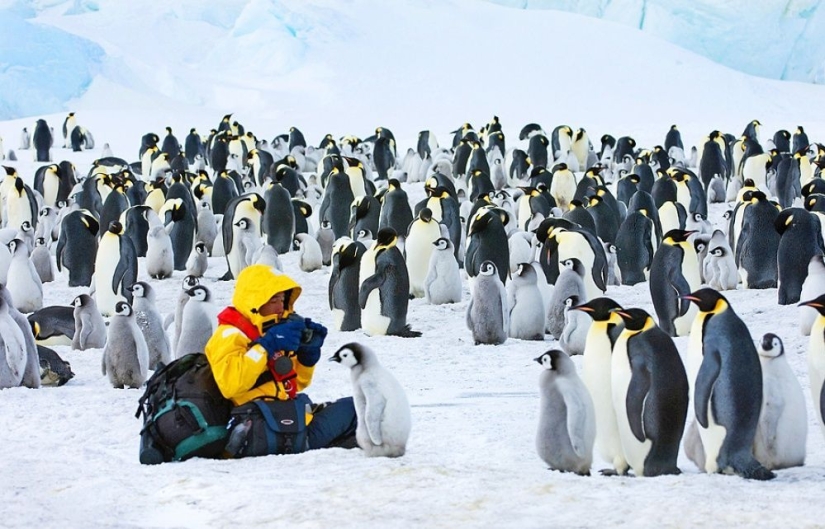Los pingüinos son golondrinas que comieron después de las seis