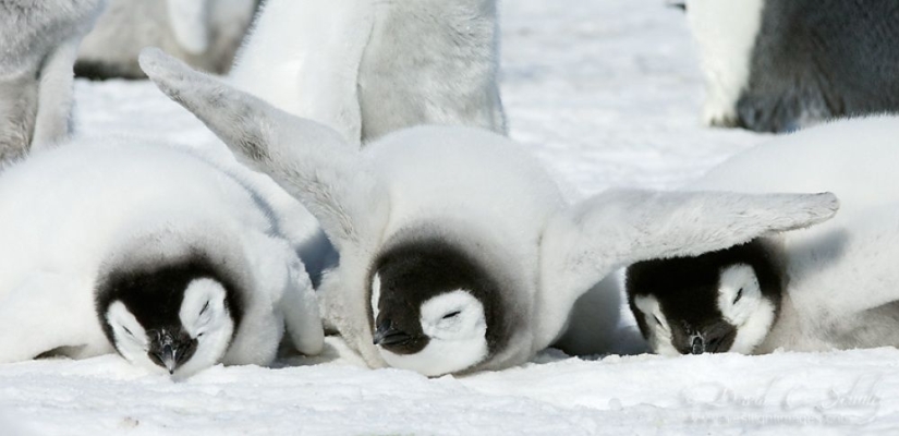 Los pingüinos son golondrinas que comieron después de las seis