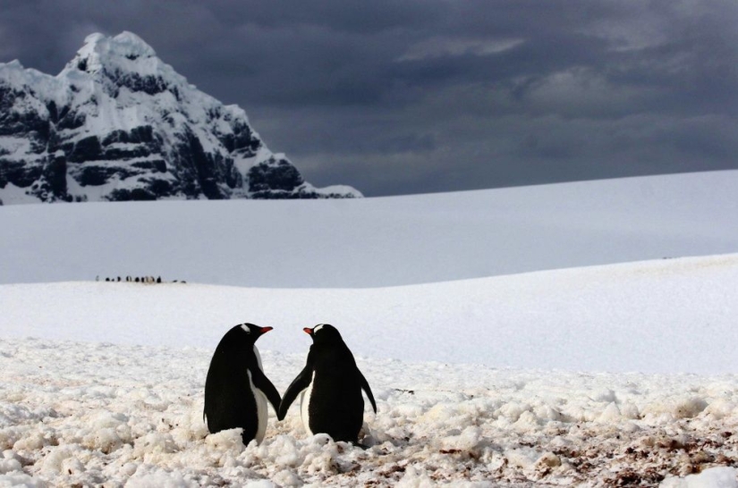 Los pingüinos son golondrinas que comieron después de las seis