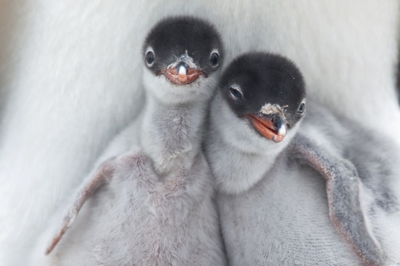 Los pingüinos son golondrinas que comieron después de las seis