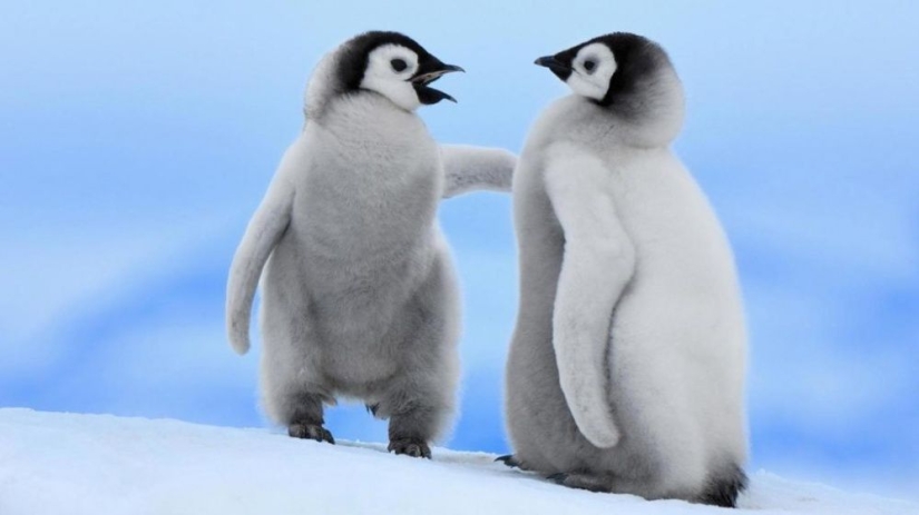 Los pingüinos son golondrinas que comieron después de las seis