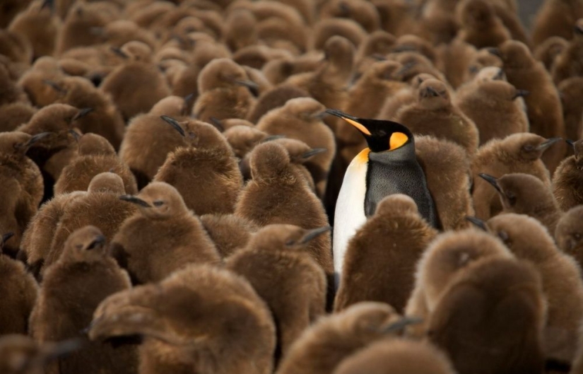 Los pingüinos son golondrinas que comieron después de las seis