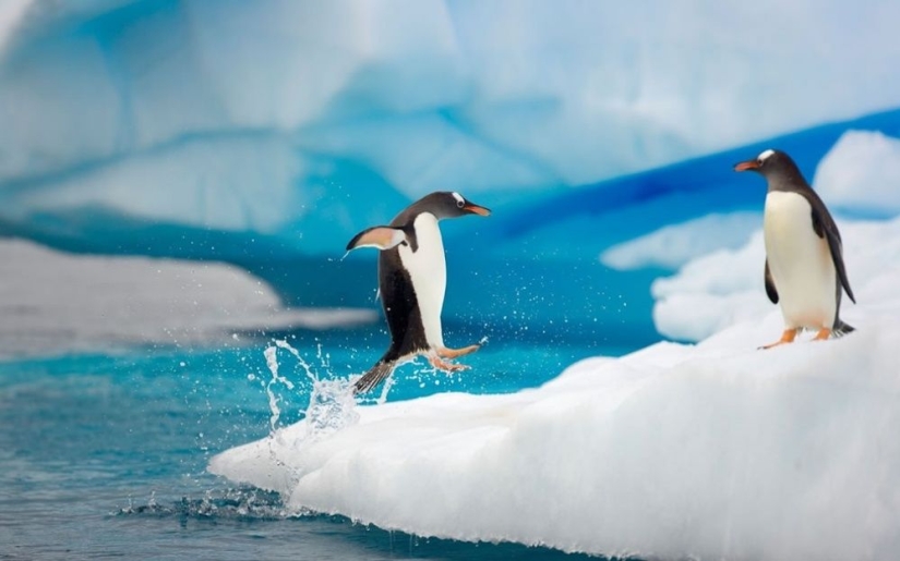 Los pingüinos son golondrinas que comieron después de las seis
