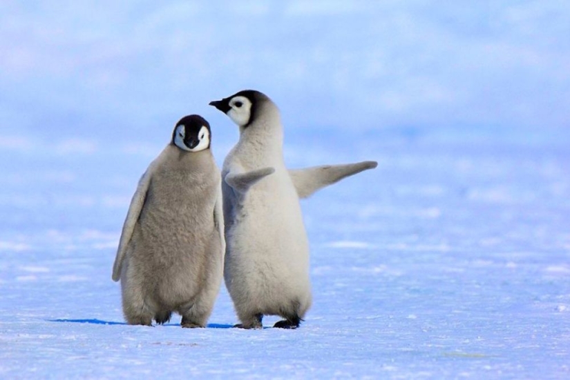 Los pingüinos son golondrinas que comieron después de las seis