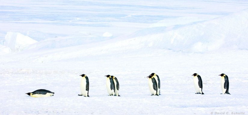 Los pingüinos son golondrinas que comieron después de las seis