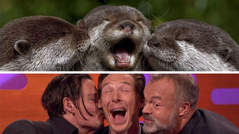 Los rumores se confirmaron: Benedict Cumberbatch es una nutria! Los rumores se confirmaron: Benedict Cumberbatch es una nutria!