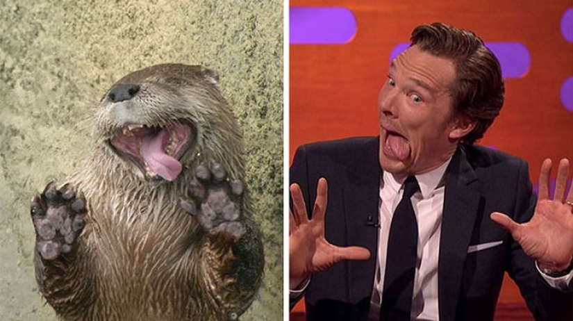 Los rumores se confirmaron: Benedict Cumberbatch es una nutria! Los rumores se confirmaron: Benedict Cumberbatch es una nutria!