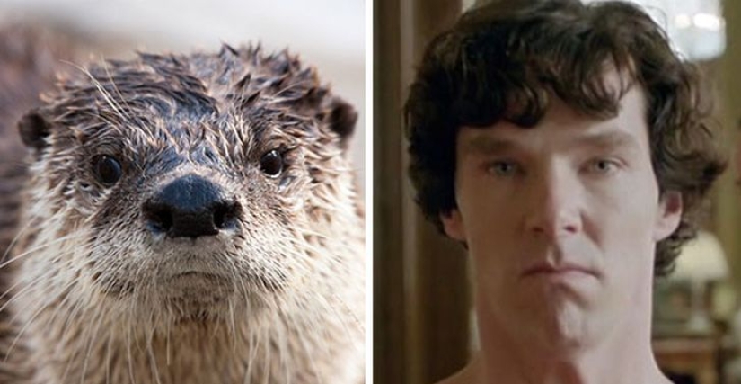 Los rumores se confirmaron: Benedict Cumberbatch es una nutria! Los rumores se confirmaron: Benedict Cumberbatch es una nutria!