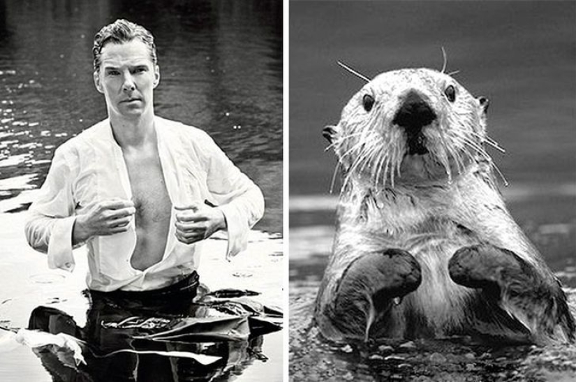 Los rumores se confirmaron: Benedict Cumberbatch es una nutria! Los rumores se confirmaron: Benedict Cumberbatch es una nutria!