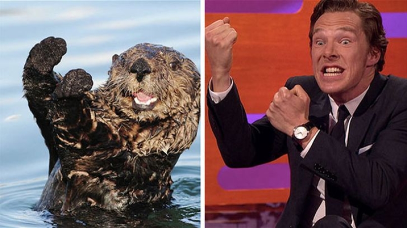Los rumores se confirmaron: Benedict Cumberbatch es una nutria! Los rumores se confirmaron: Benedict Cumberbatch es una nutria!