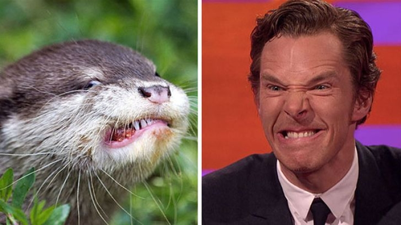 Los rumores se confirmaron: Benedict Cumberbatch es una nutria! Los rumores se confirmaron: Benedict Cumberbatch es una nutria!