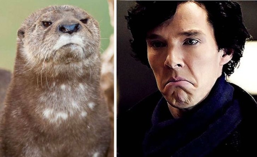 Los rumores se confirmaron: Benedict Cumberbatch es una nutria! Los rumores se confirmaron: Benedict Cumberbatch es una nutria!