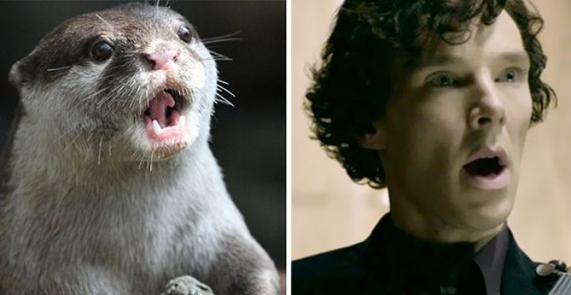 Los rumores se confirmaron: Benedict Cumberbatch es una nutria! Los rumores se confirmaron: Benedict Cumberbatch es una nutria!
