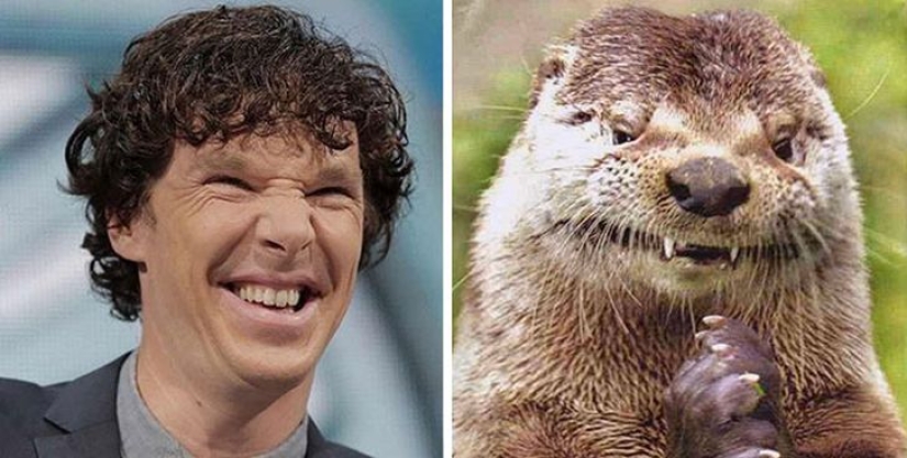 Los rumores se confirmaron: Benedict Cumberbatch es una nutria! Los rumores se confirmaron: Benedict Cumberbatch es una nutria!