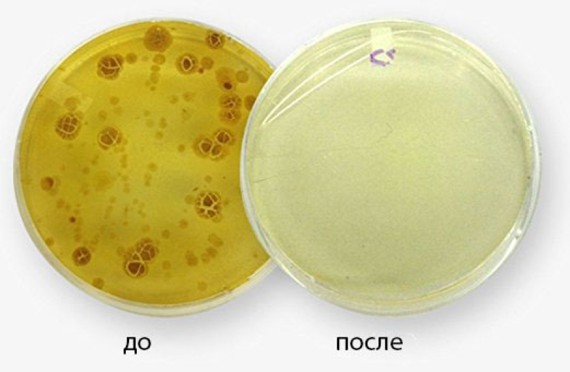 "Los teléfonos inteligentes son 18 veces más sucios que los inodoros": los científicos han aprendido a matar los gérmenes en nuestros dispositivos