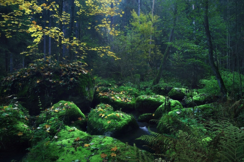 Lugares donde ha pisado el pie de Rumpelstiltskin