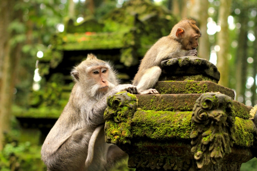 Macacos de Bali se masturban con piedras
