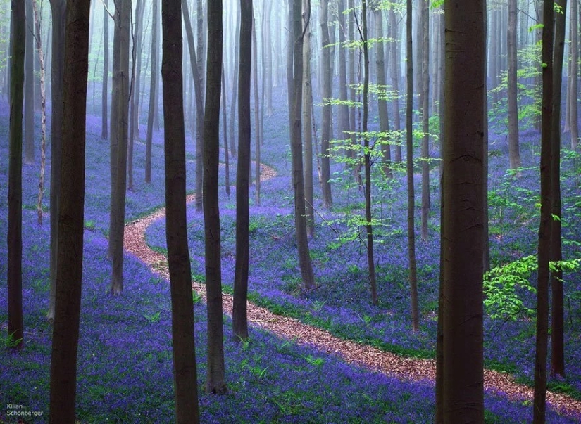 Magical paths leading straight into a fairy tale Magical paths leading straight into a fairy tale