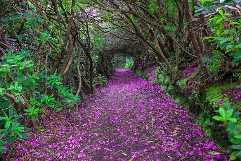 Magical paths leading straight into a fairy tale Magical paths leading straight into a fairy tale