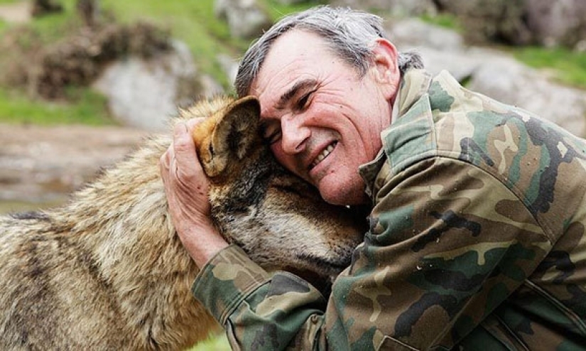 Man is a friend to the wolf: the Spaniard has lived with predators for 12 years and cannot get used to people for 50 years Man is a friend to the wolf: the Spaniard has lived with predators for 12 years and cannot get used to people for 50 years