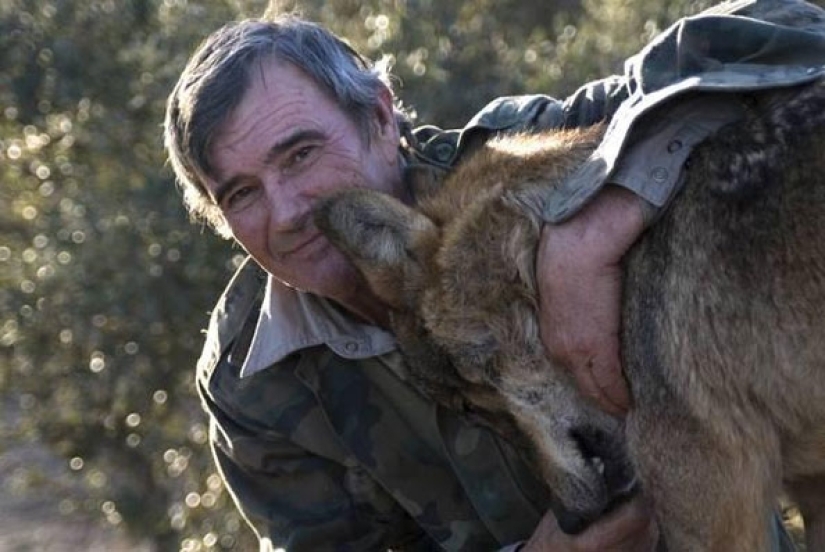 Man is a friend to the wolf: the Spaniard has lived with predators for 12 years and cannot get used to people for 50 years Man is a friend to the wolf: the Spaniard has lived with predators for 12 years and cannot get used to people for 50 years