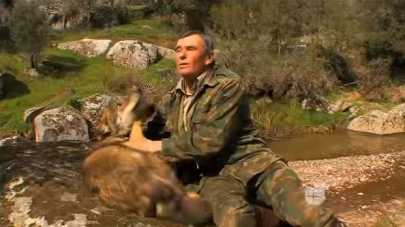 Man is a friend to the wolf: the Spaniard has lived with predators for 12 years and cannot get used to people for 50 years Man is a friend to the wolf: the Spaniard has lived with predators for 12 years and cannot get used to people for 50 years