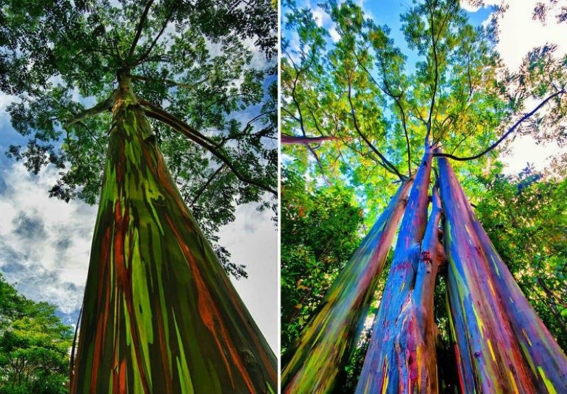 Maravillas de la naturaleza... ¡los fenómenos naturales más insólitos del mundo!