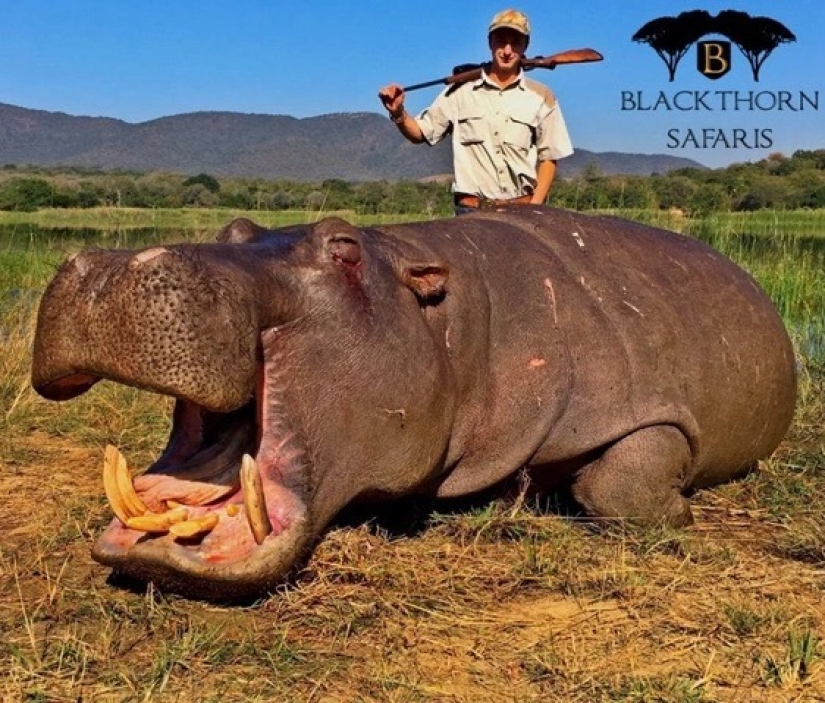 Matanza legalizada: Defensores de los animales se oponen a la caza de trofeos en Sudáfrica Matanza legalizada: Defensores de los animales se oponen a la caza de trofeos en Sudáfrica