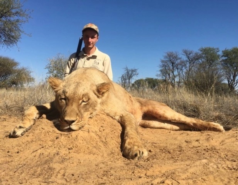 Matanza legalizada: Defensores de los animales se oponen a la caza de trofeos en Sudáfrica Matanza legalizada: Defensores de los animales se oponen a la caza de trofeos en Sudáfrica