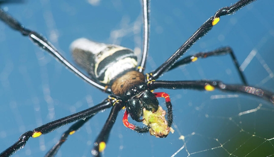 Meanwhile in Australia… A giant spider blocked the entrance to the courtyard